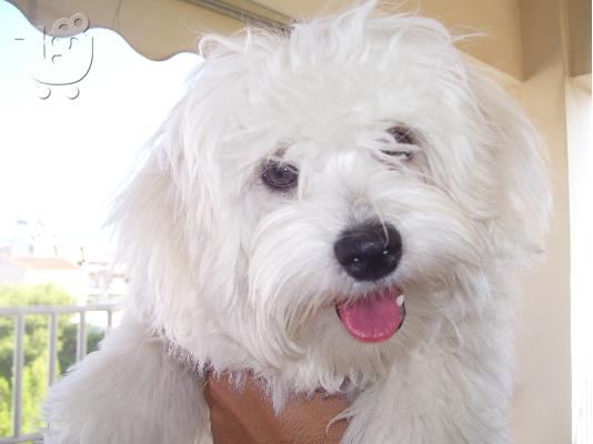 Maltese 5 μηνων